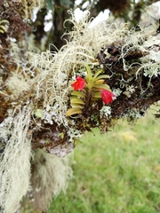 Fernandezia sanguinea