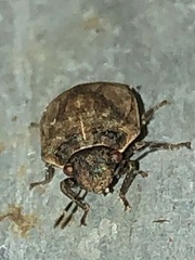 Stethaulax marmorata