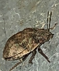 Stethaulax marmorata