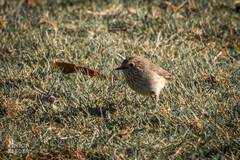 Acanthiza pusilla diemenensis