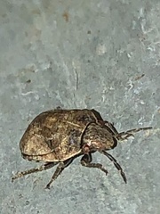 Stethaulax marmorata