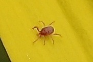 Balaustium