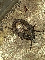 Stethaulax marmorata