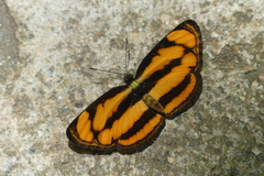 Pantoporia paraka