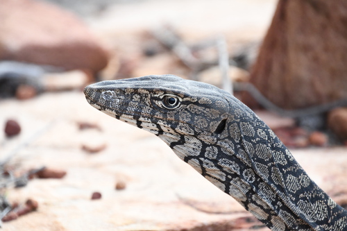 Perentie, Varanus giganteus