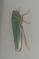 Draeculacephala noveboracensis