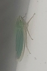 Draeculacephala noveboracensis