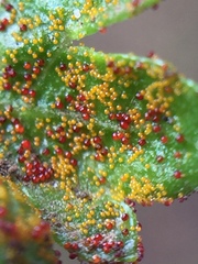 Synchytrium australe