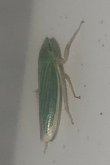 Draeculacephala noveboracensis