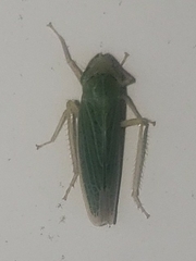Draeculacephala noveboracensis