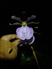 Zygopetalum