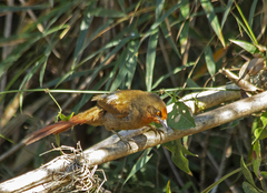 Phacellodomus erythrophthalmus