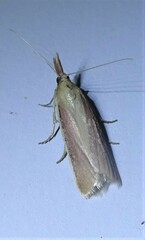Peoria approximella