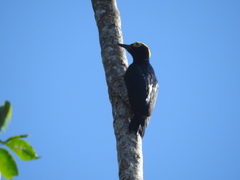 Melanerpes cruentatus