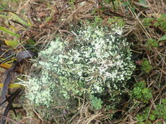 Cladonia praetermissa