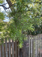Melaleuca bracteata