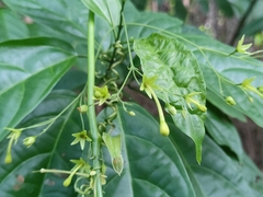 Clerodendrum disparifolium