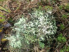 Cladonia praetermissa