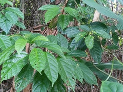 Clerodendrum disparifolium