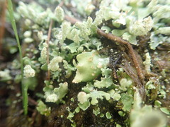 Cladonia praetermissa