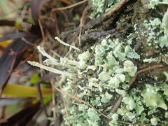 Cladonia praetermissa