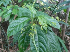 Clerodendrum disparifolium