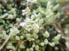 Cladonia praetermissa