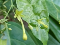 Clerodendrum disparifolium