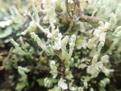 Cladonia praetermissa