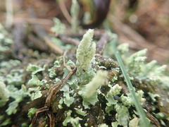Cladonia praetermissa
