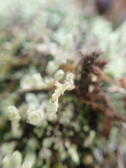 Cladonia praetermissa