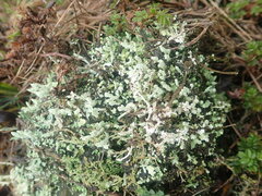 Cladonia praetermissa