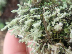 Cladonia praetermissa