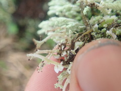 Cladonia praetermissa