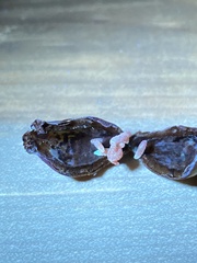 Contarinia virginianiae