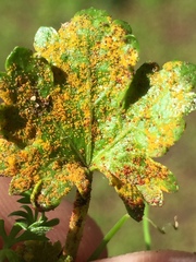 Synchytrium australe