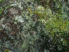 Cladonia enantia