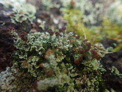 Cladonia enantia