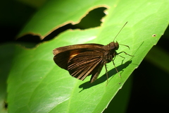 Koruthaialos rubecula