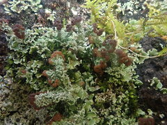 Cladonia enantia