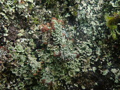 Cladonia enantia