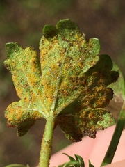 Synchytrium australe