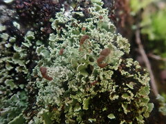Cladonia enantia
