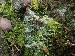 Cladonia enantia