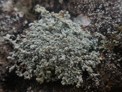 Stereocaulon vesuvianum