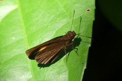 Koruthaialos rubecula