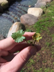 Synchytrium australe