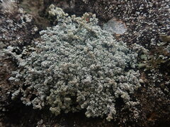 Stereocaulon vesuvianum