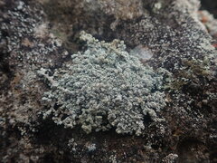 Stereocaulon vesuvianum