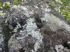 Stereocaulon vesuvianum